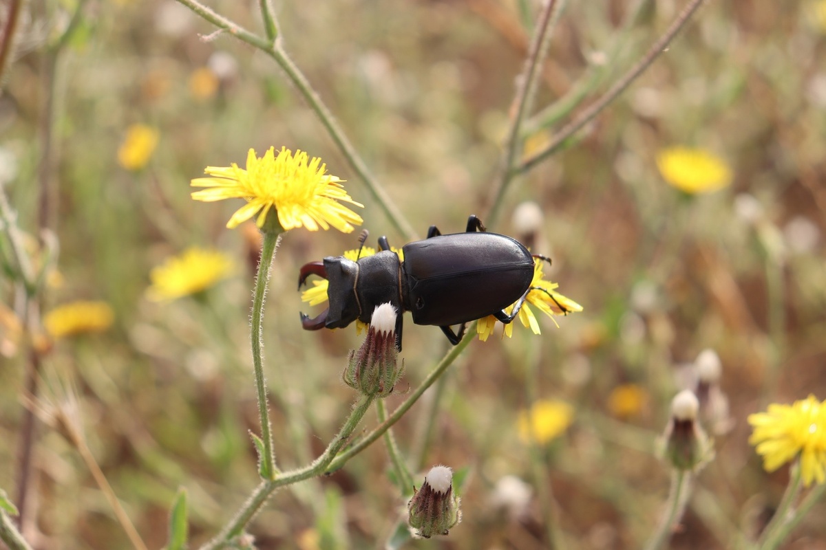 Ориби Каммпирр - Ты подарил, того не зная © Copyright: Ориби Каммпирр