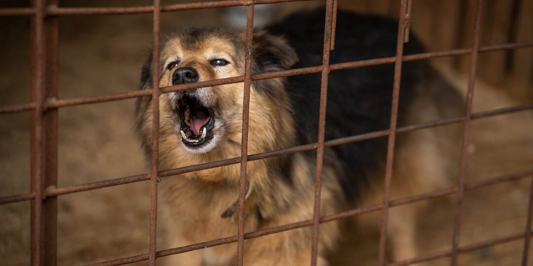 Собака - бояка Миша. 5 лет он не выходит гулять