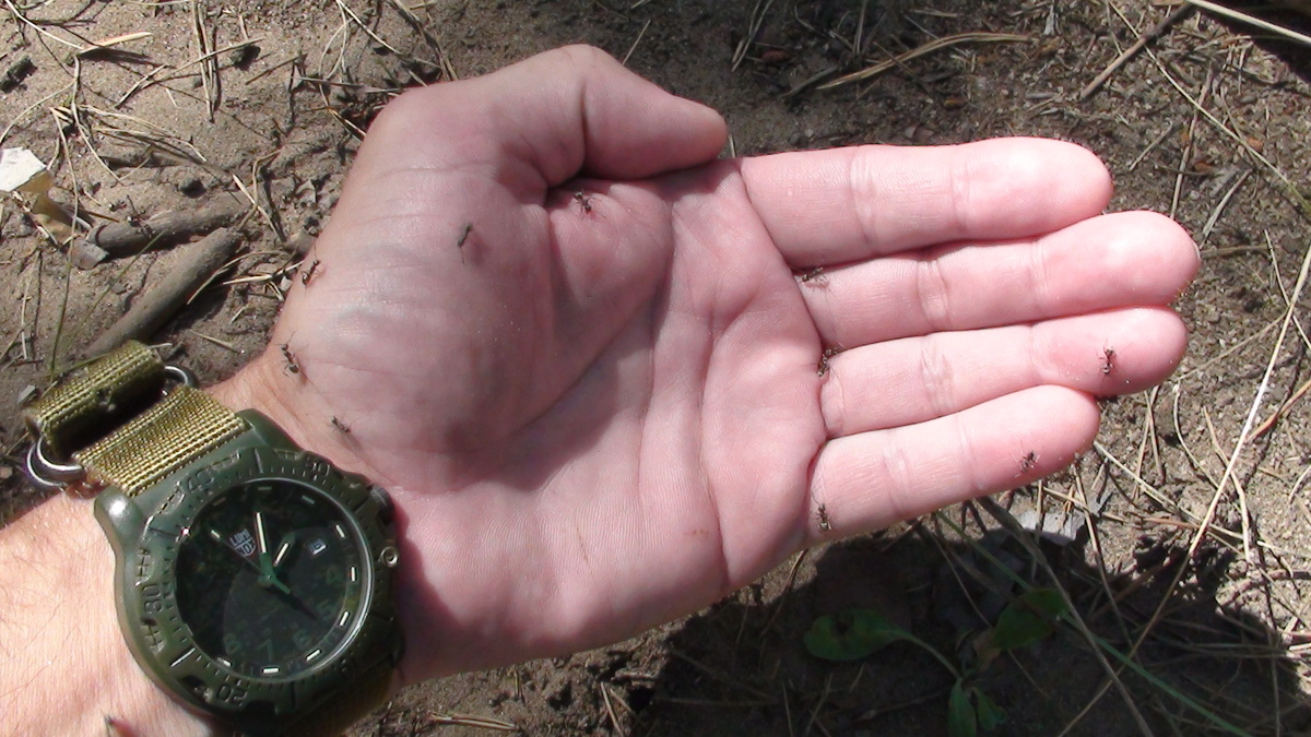 Рука Великого Магистра Ордена Рыцарей Добра и Света )