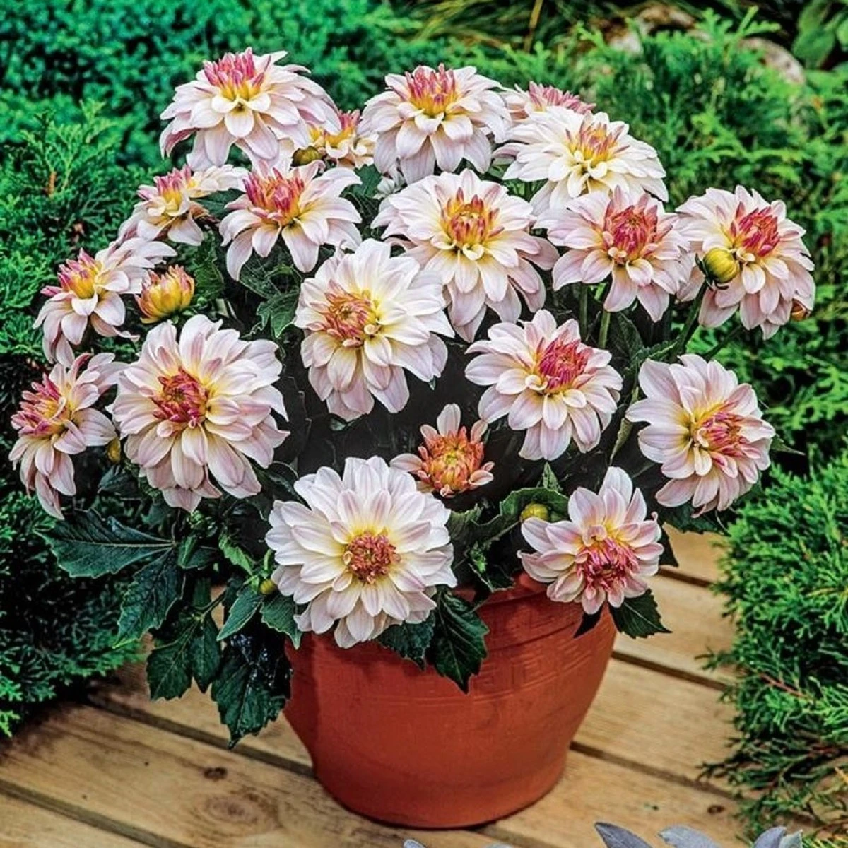 Фото: бордюрный георгин Гэллери Моне