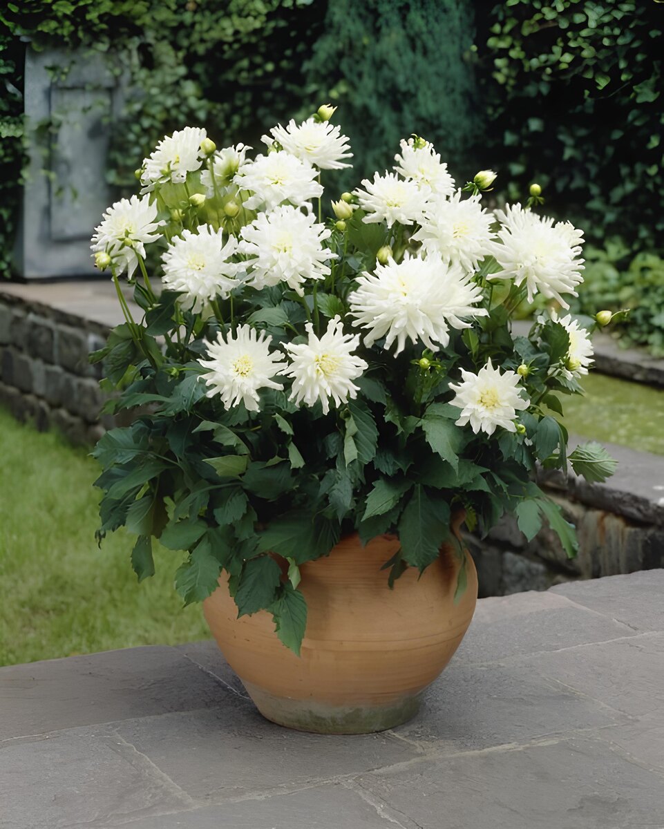 Фото: бордюрный георгин Аспен