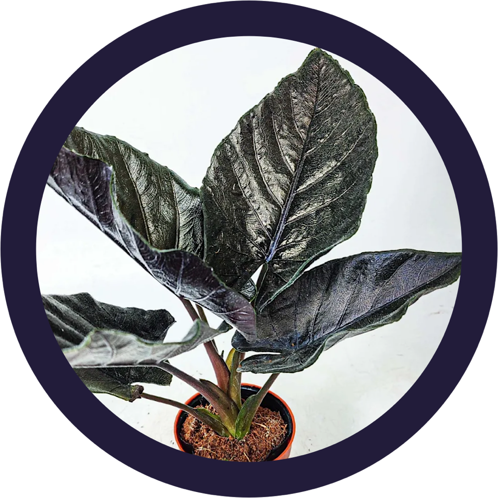 Фото из интернета 