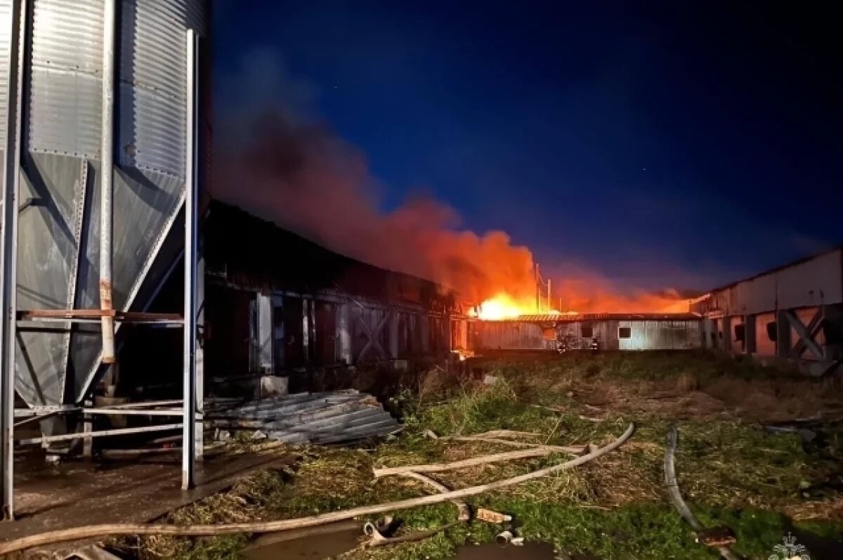    Во время пожара на свинокомплексе «Мерси Агро Сахалин» погибло 1500 свиней