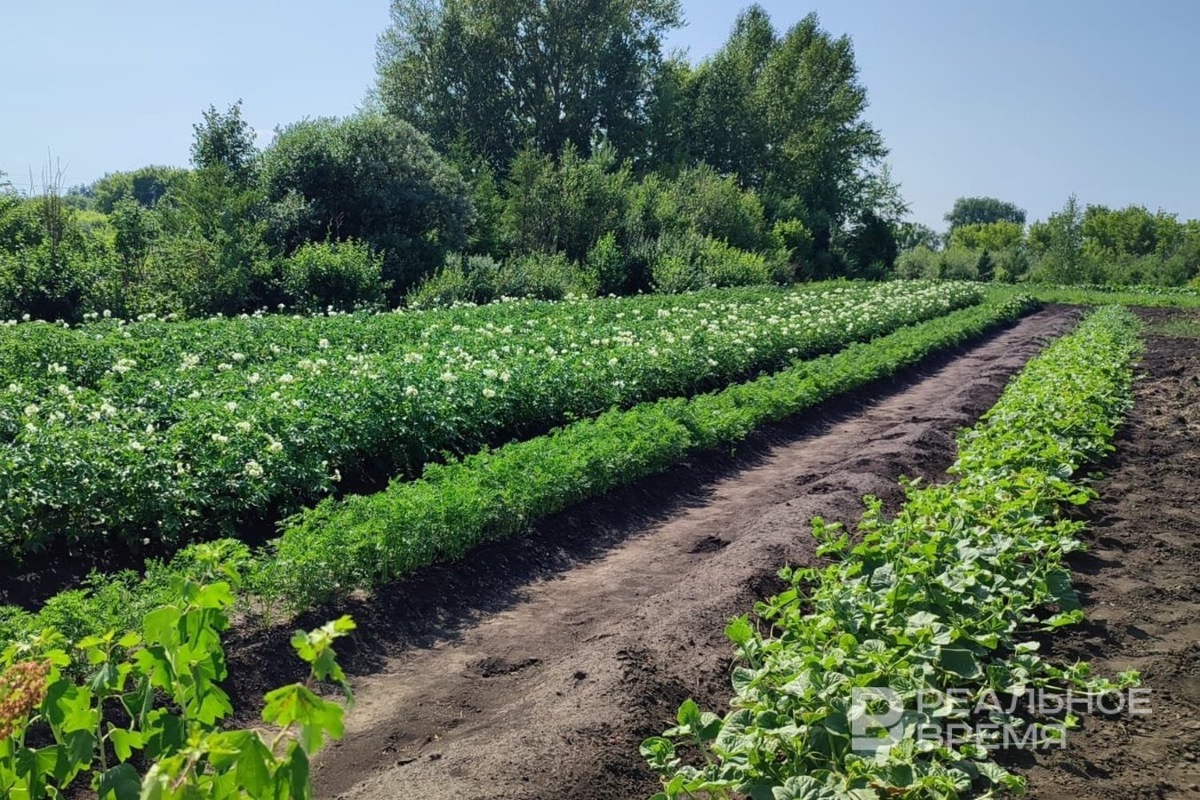   Надира Хасанова / realnoevremya.ru