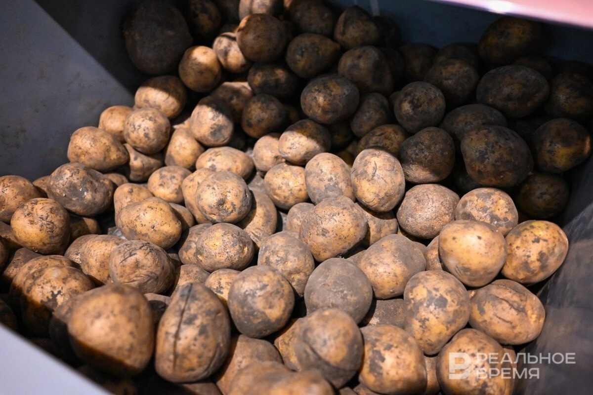   Максим Платонов / realnoevremya.ru