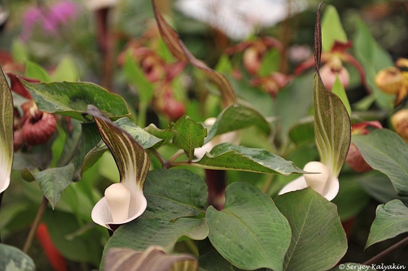 Аризема сикокская