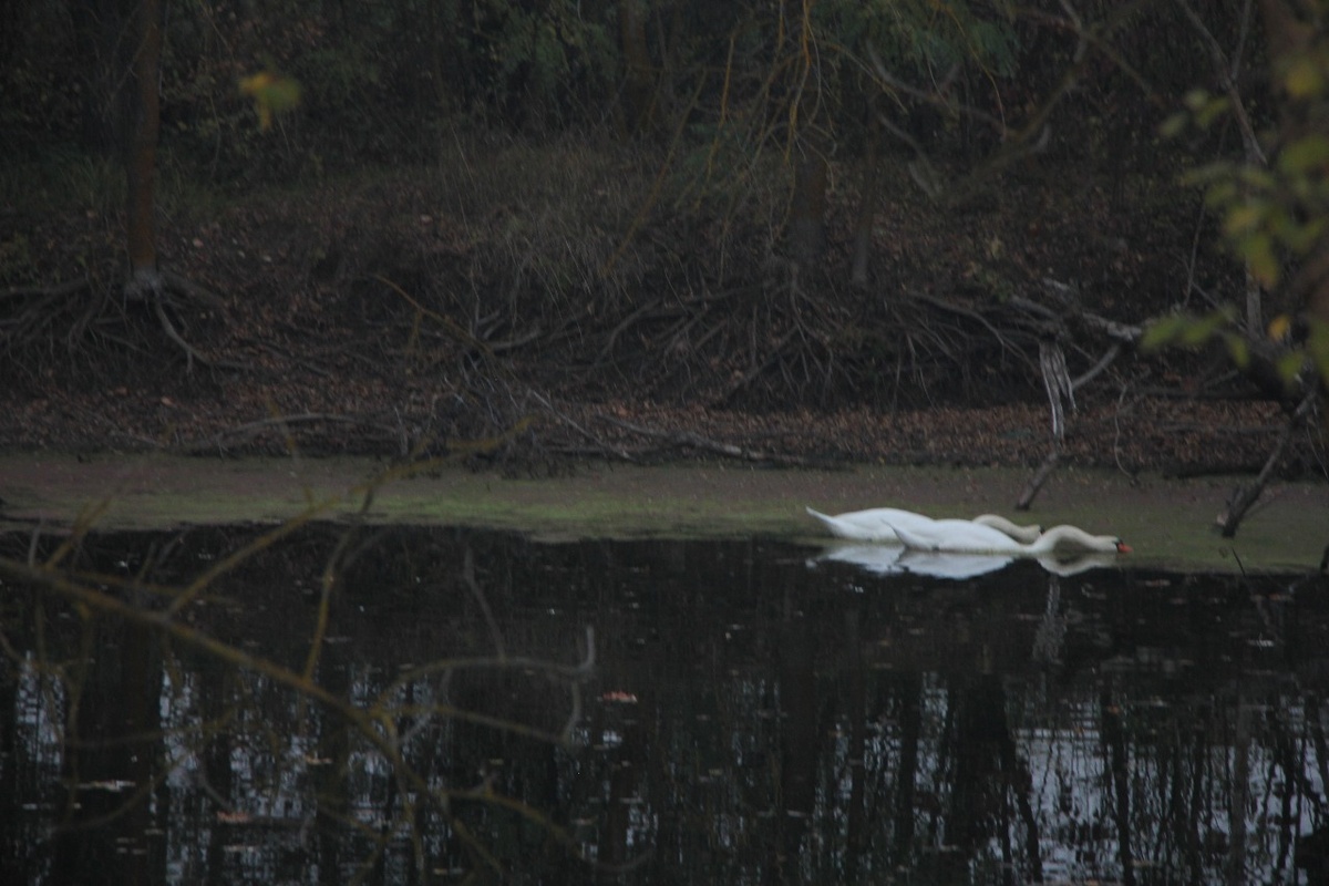 Пара лебедей. Вид из окна.