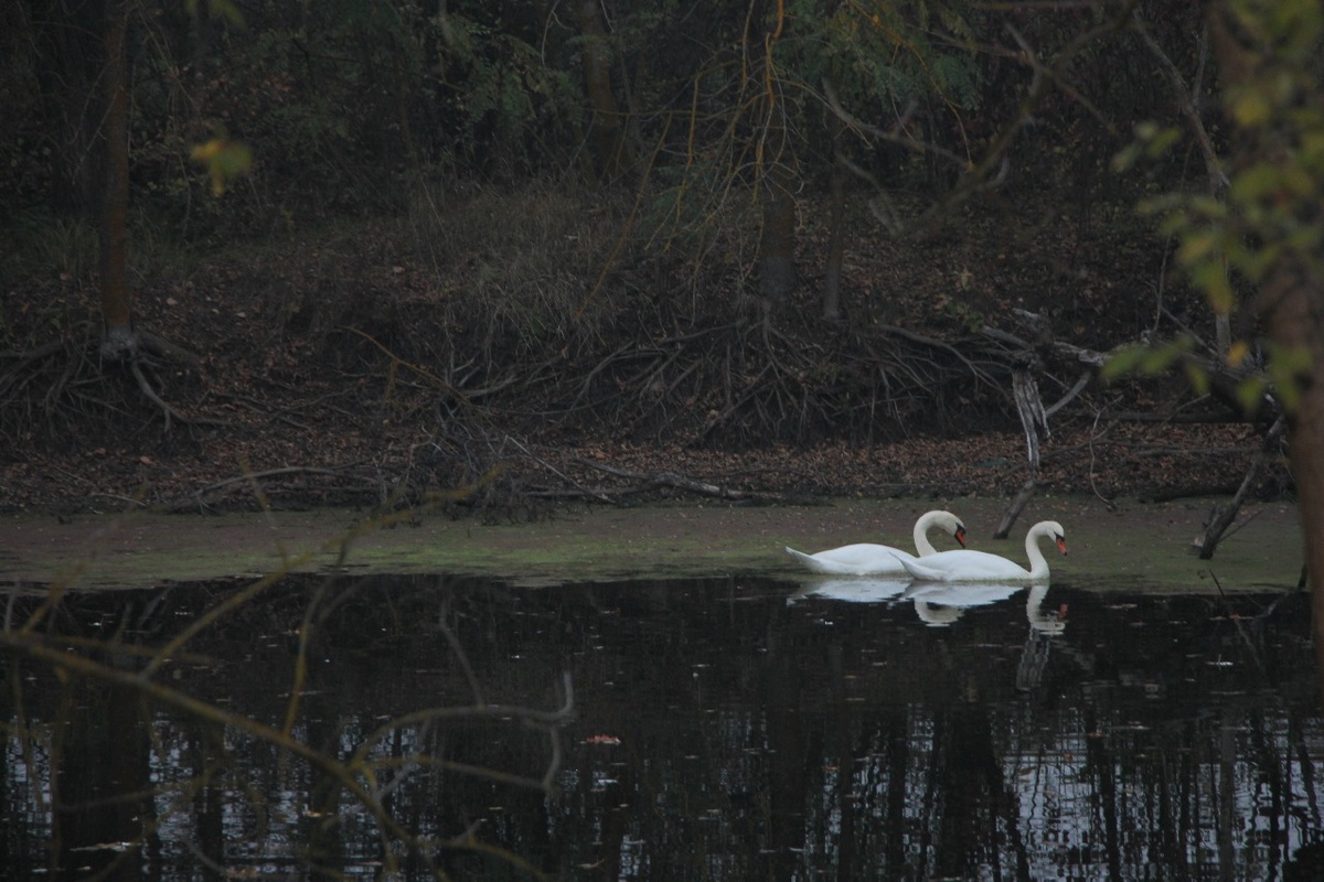 Пара лебедей. Вид из окна.