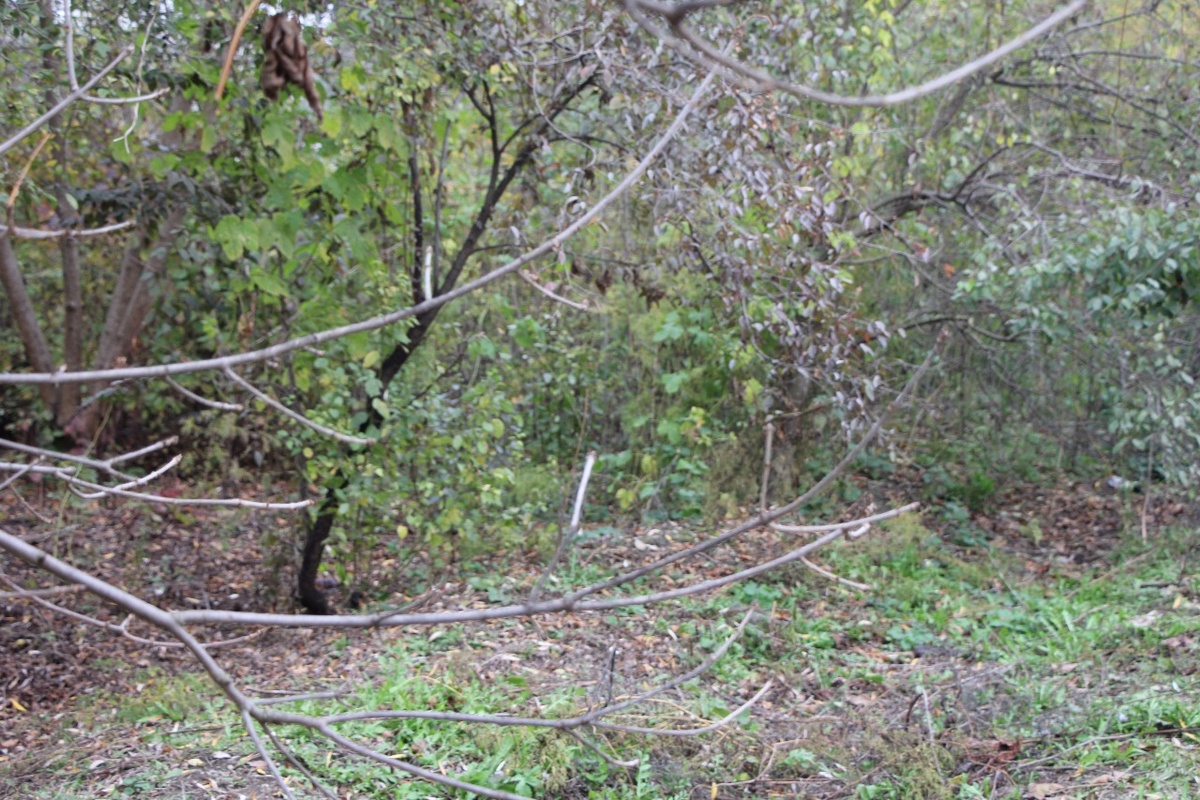 Вот так выглядит продолжение берега напротив заброшенного участка. Так было и у нас.