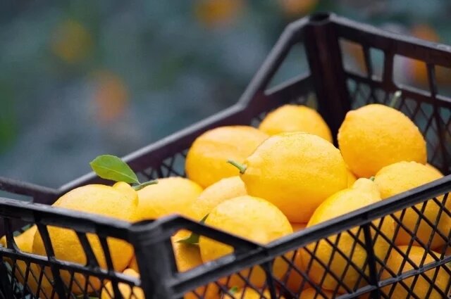    К чему снится лимон?