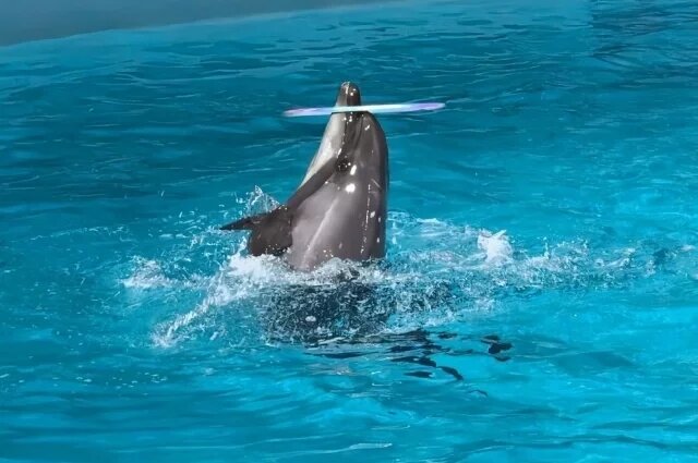    К чему снится дельфин?