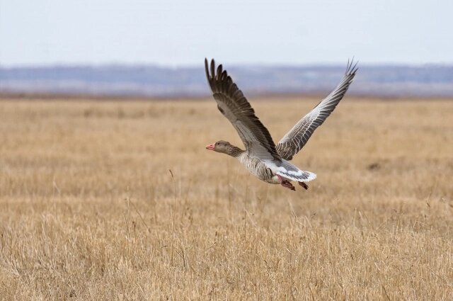    Фото: БУ «Управление по охране животного мира»/ Марина Мочалова
