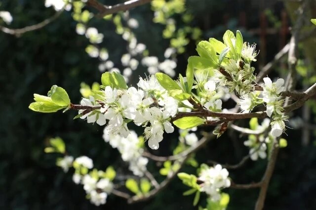    К чему снится черемуха?