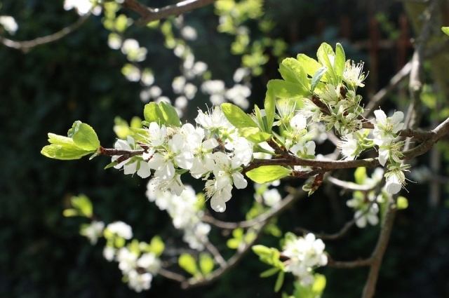    Фото: pixabay.com