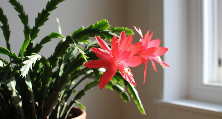    2 удобрения помогут "распушить" декабрист: на одном сегменте вырастут 2-3 новых. Это улучшит его цветение в будущем