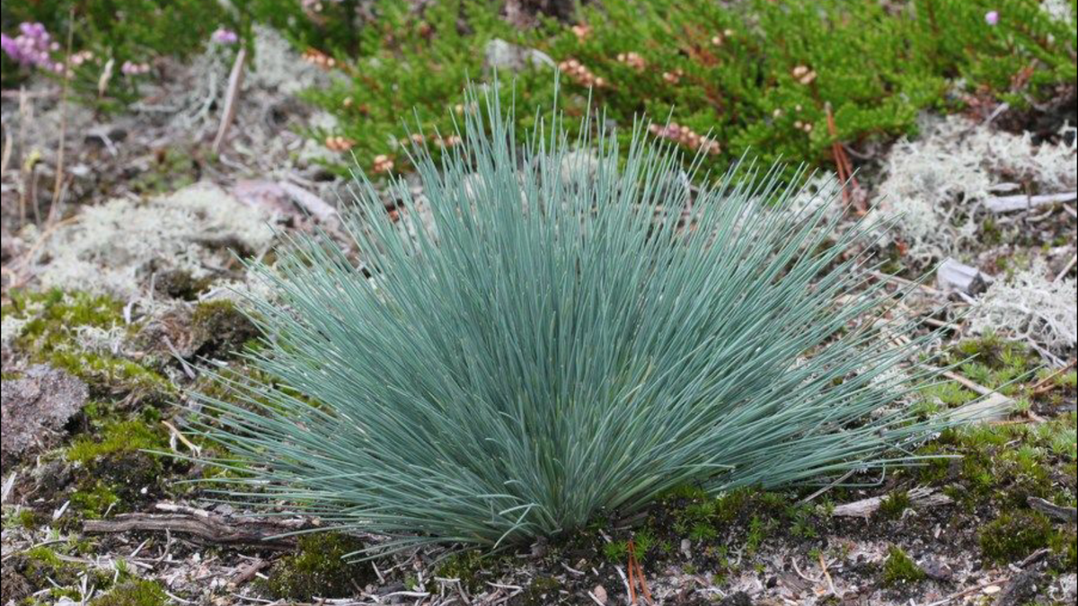 Булавоносец. Фото из сети