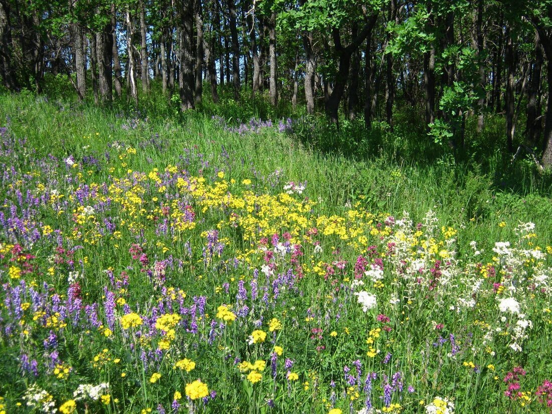 Полянка, разнотравье. Фото из сети