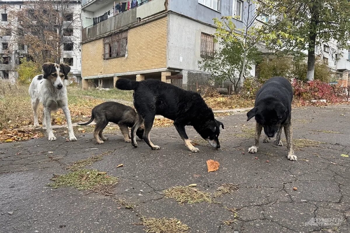    СК проверяет нападение собак на ребенка в Новосибирске