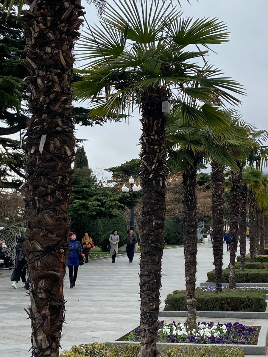 Фото из личного архива: пальмы на набережной в Ялте