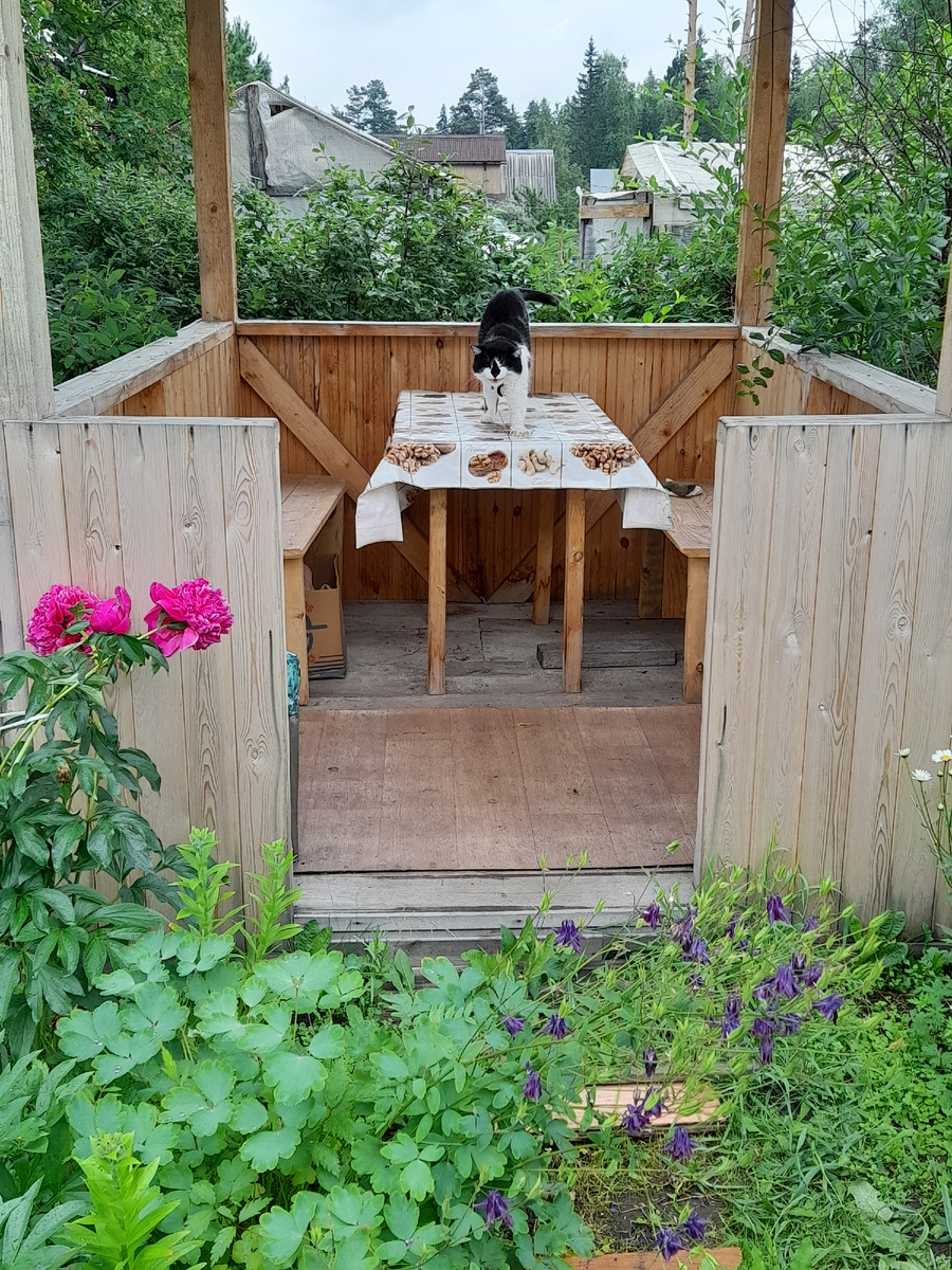 Фото автора.  Дачная безмятежность