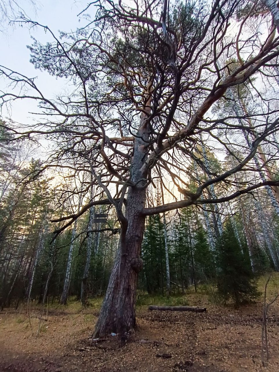 Василиса. Фото сделано на обратном пути, когда метель уже утихла. Табличка на следующем фото. Листайте карусель