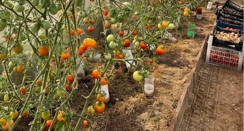    Не сорт, а "сектор приз": этот низкорослый томат плодоносит без остановки - 3 куста дают урожай, как целая плантация