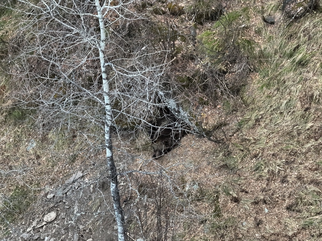 Медведь у берлоги. Фото Юрия Калинкина.