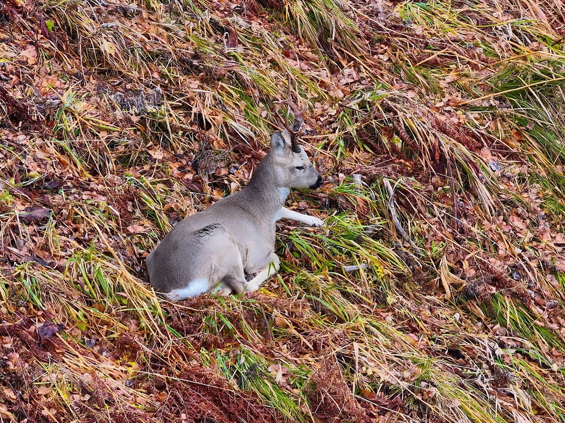 Самец косули спокойно отдыхает в ста мтерах от берлоги. Фото Романа и Татьяны Воробьёвых.