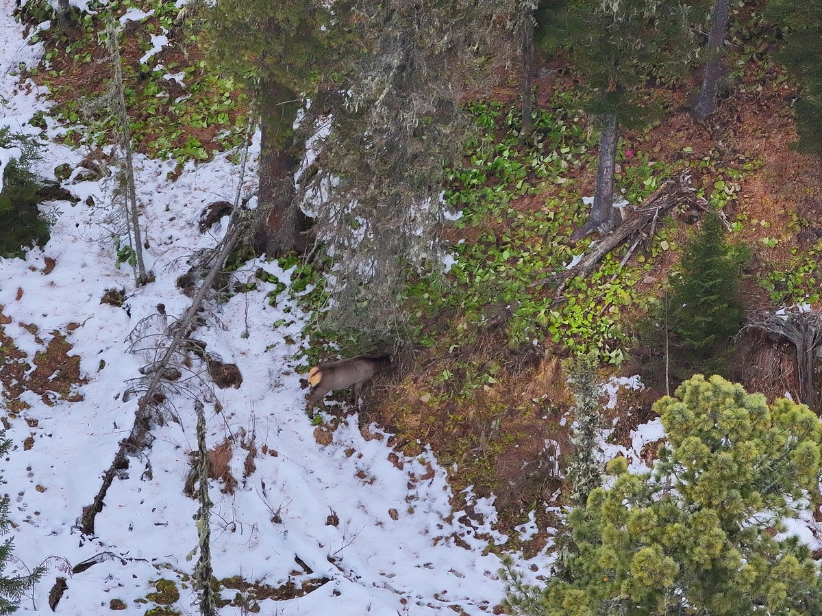 Маралы спокойно пасутся недалеко от берлоги. Фото Романа и Татьяны Воробьёвых.