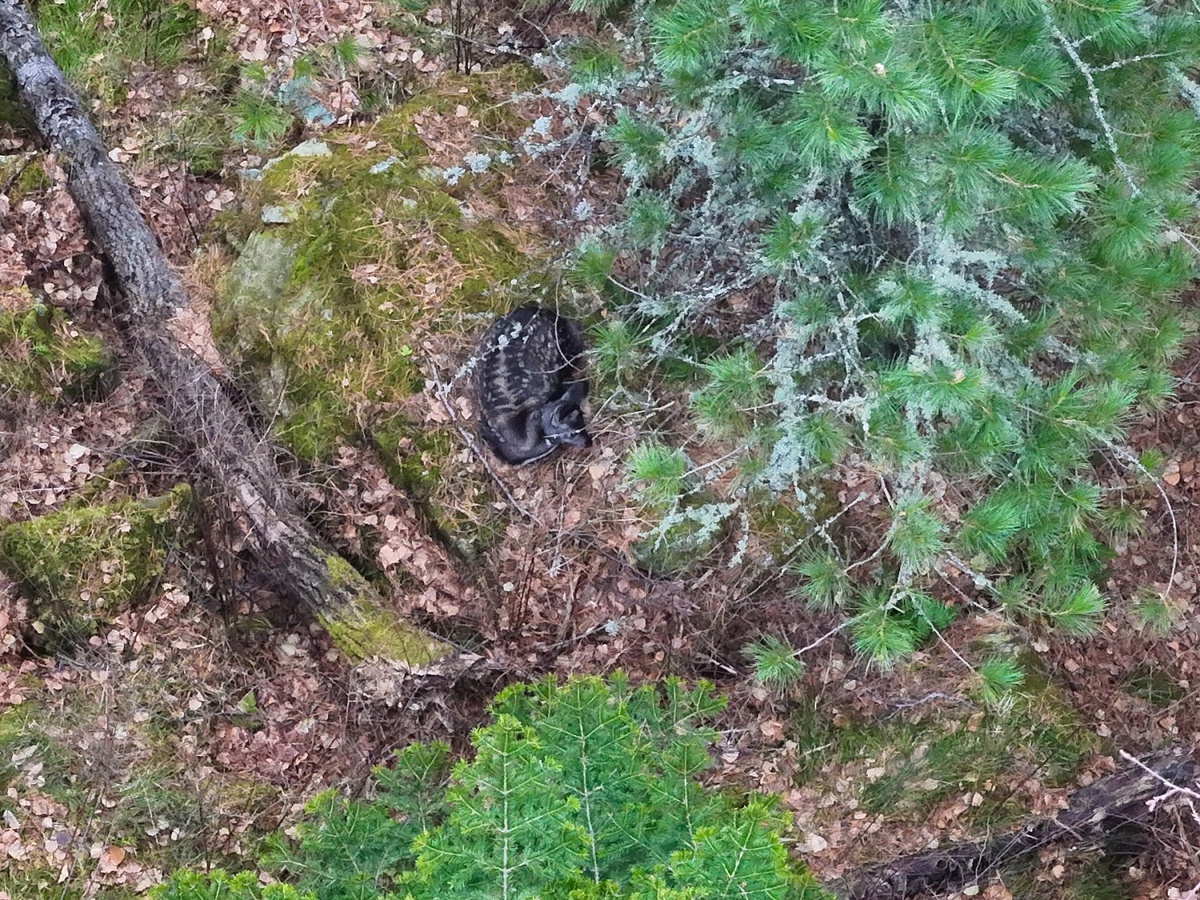 Кабарга отдыхает недалеко от берлоги. Фото Романа и Татьяны Воробьёвых