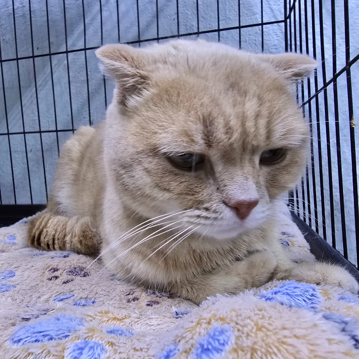  у него всегда грустный взгляд 