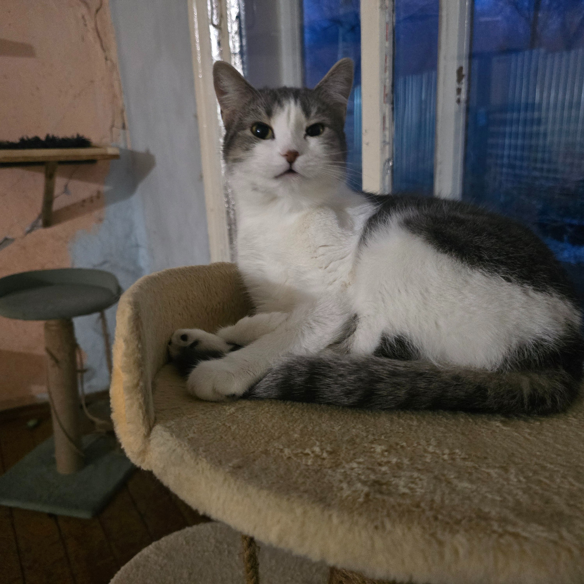 серо-белая кошечка на домике смотрит вдаль