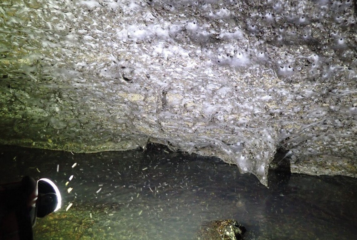 И это паутина.