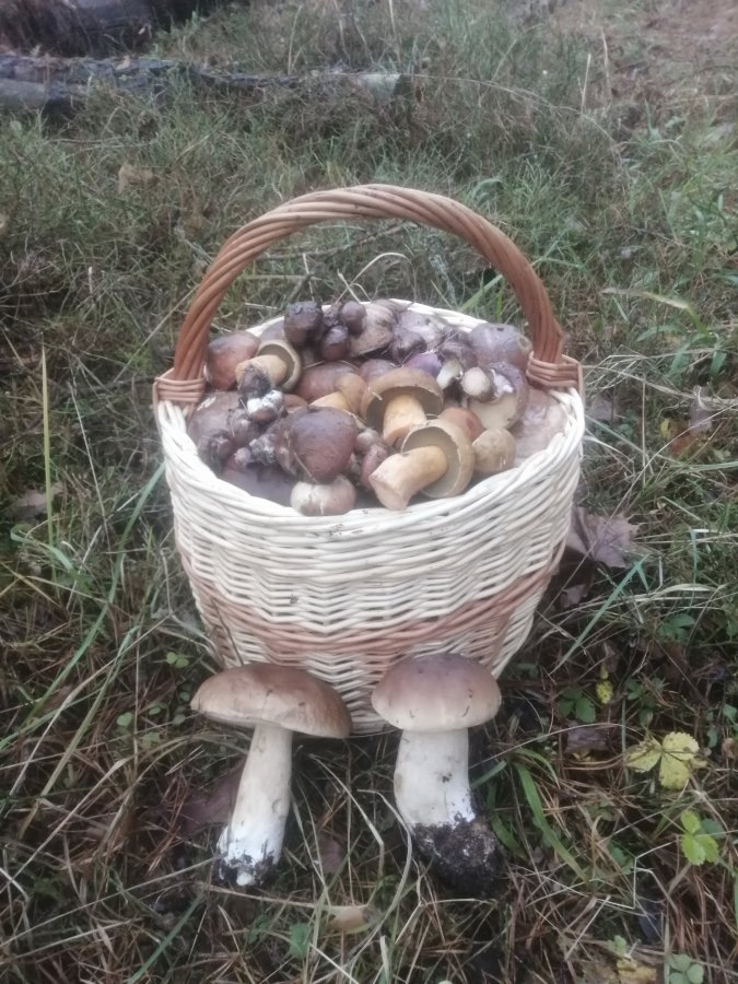 Ноябрьские белые и корзина маслят - знак качества для грибника. 09.11.2024. Фото Сергея Петрова