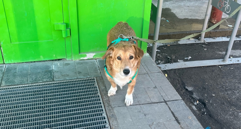    Хватит выбирать между кошкой и собакой! Эти 5 пород сочетают независимость кошки и преданность пса. Самостоятельные, но не равнодушные