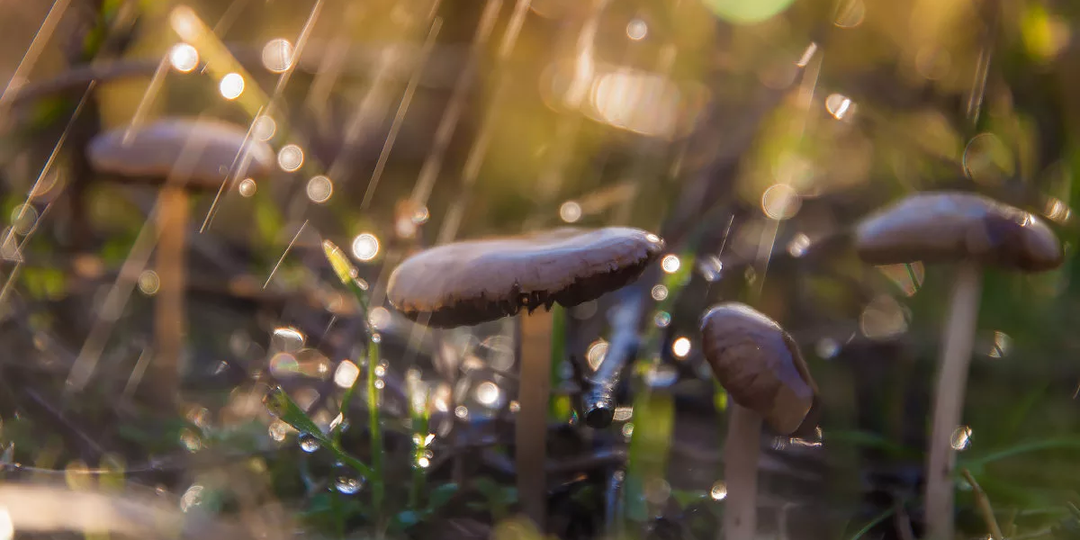 Грибные приметы: Как наука подтвердила мудрость предков