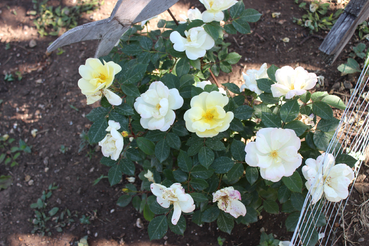 Листайте галерею вправо. Санни Нок Аут. Фото автора