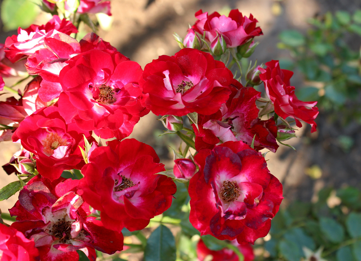 Листайте галерею вправо. Патрик Пуавр Д"Аврор, фото автора