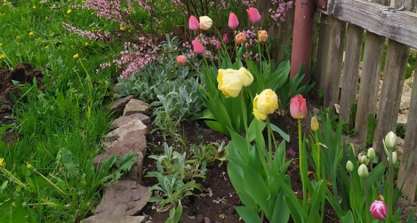    Неприхотливые и необычные однолетники — никакой возни с рассадой: успейте купить семена до апреля, пока дачники не скупили все пакетики