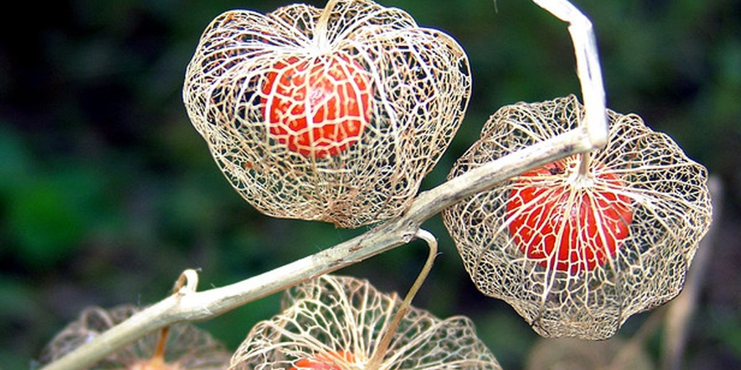 Китайский фонарик: Ботанический самозванец, который обманул систематиков