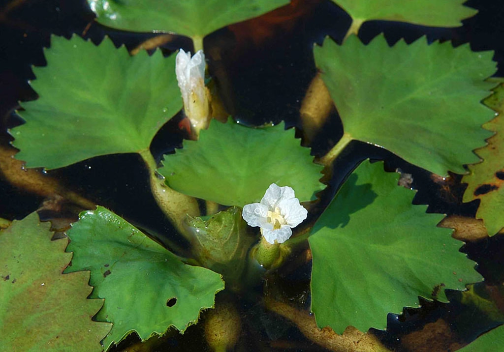 Цветение чилима