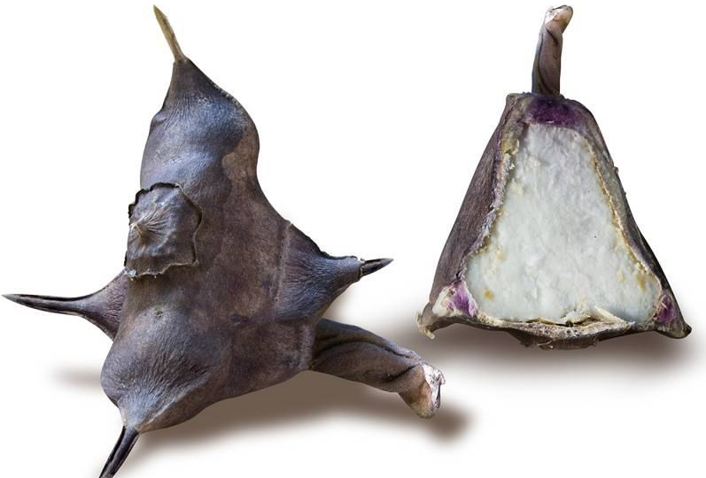 Чилим: Как растение-спаситель тысяч жизней оказалось на грани исчезновения