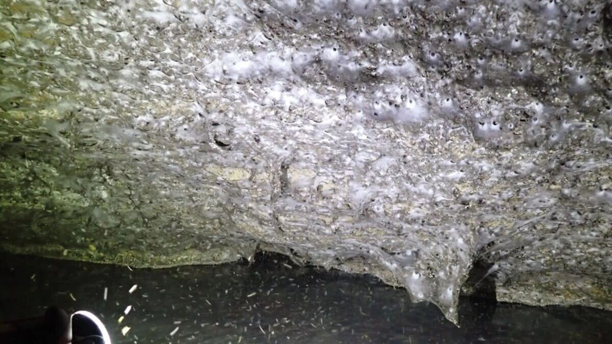    В европейской пещере обнаружили крупнейшую в мире паутину / © Subterranean Biology