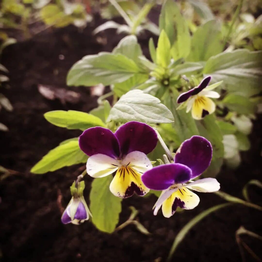 Мое увлечение - выращивание цветов. Надеюсь, что на пенсии это также станет источником дохода