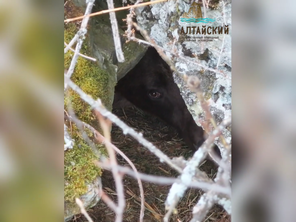    Подготовка медведя к зимней спячке. Источник: Telegram-канал Алтайского биосферного заповедника