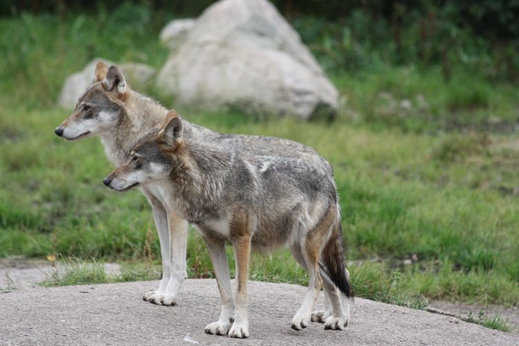    фото: © Данила Панченко / КарНЦ РАН