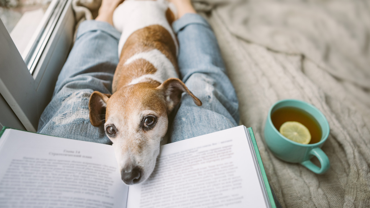 Хотите научиться лучше понимать свою собаку – начните с чтения книг. Не форумов или пабликов, а книг: так учатся все нормальные люди. Фото Fly_dragonfly/iStock