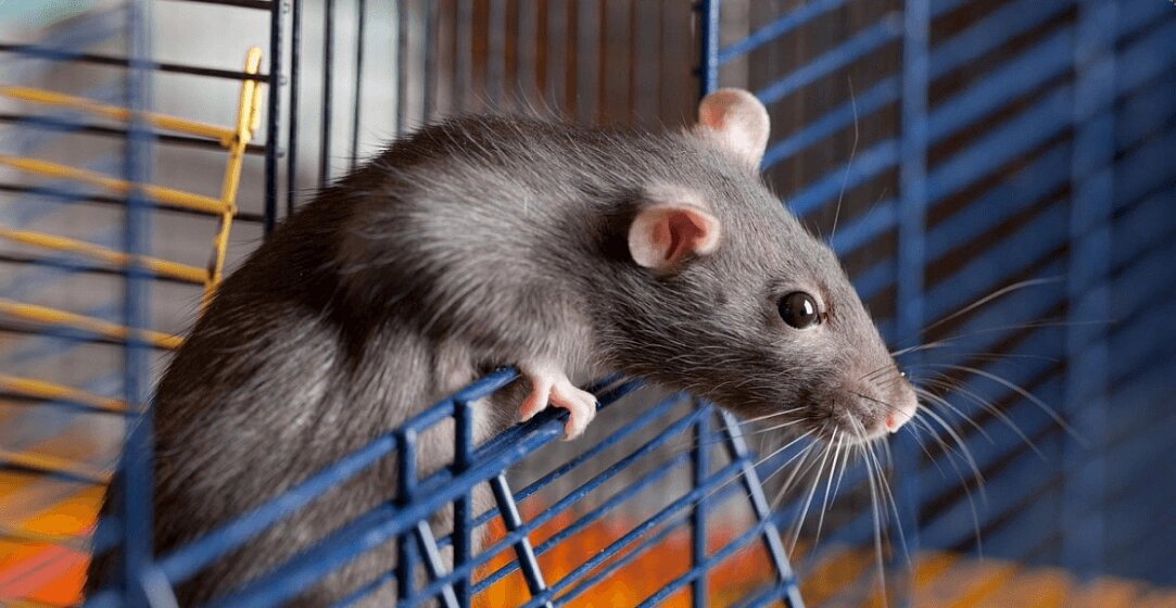 Они живут рядом с нами, но что мы на самом деле о них знаем?