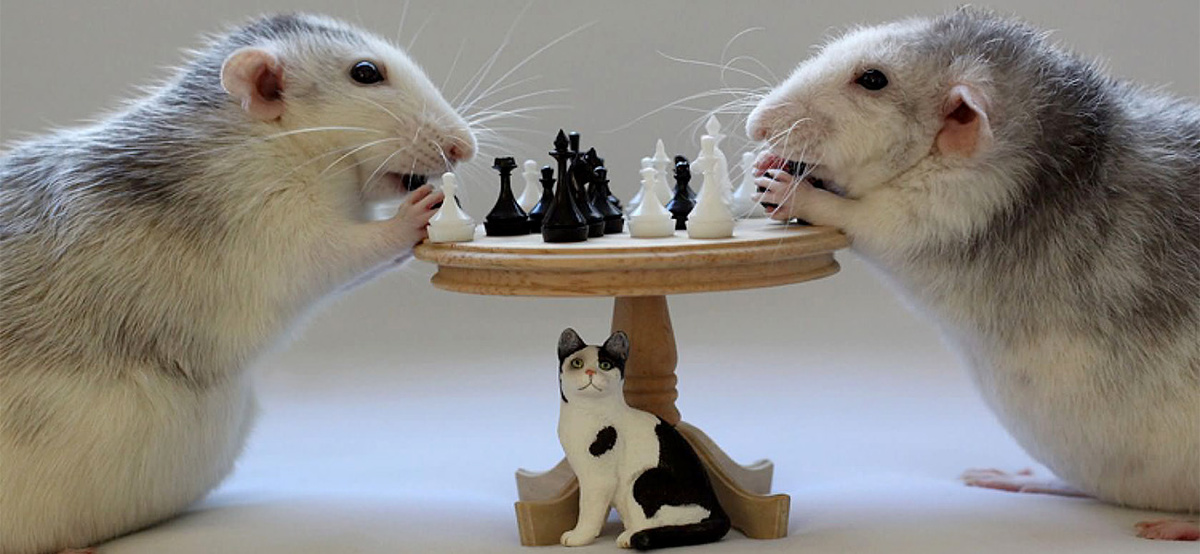 Интеллект крысы сравним с интеллектом кошки, а в решении некоторых задач они превосходят и людей.