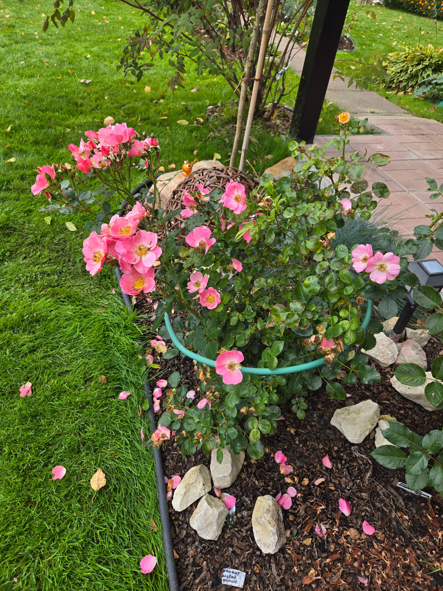 Роза Претти Герл